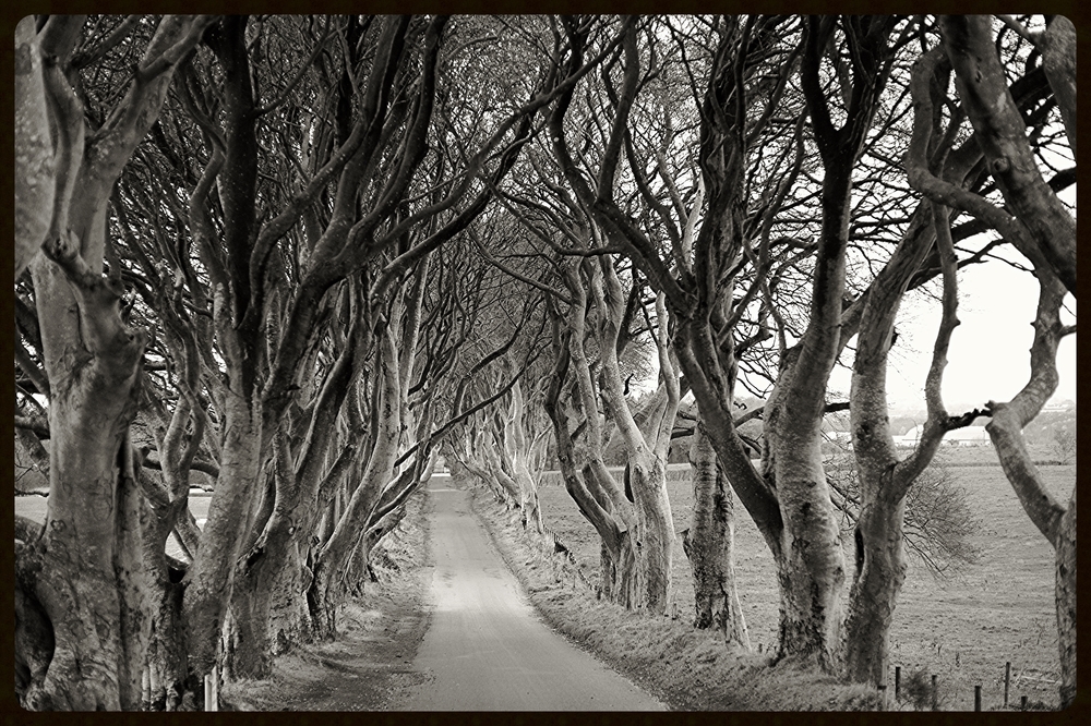 game of thrones dark hedges